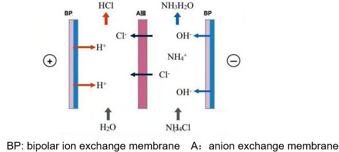 bipolar membrane