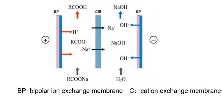 bipolar membrane